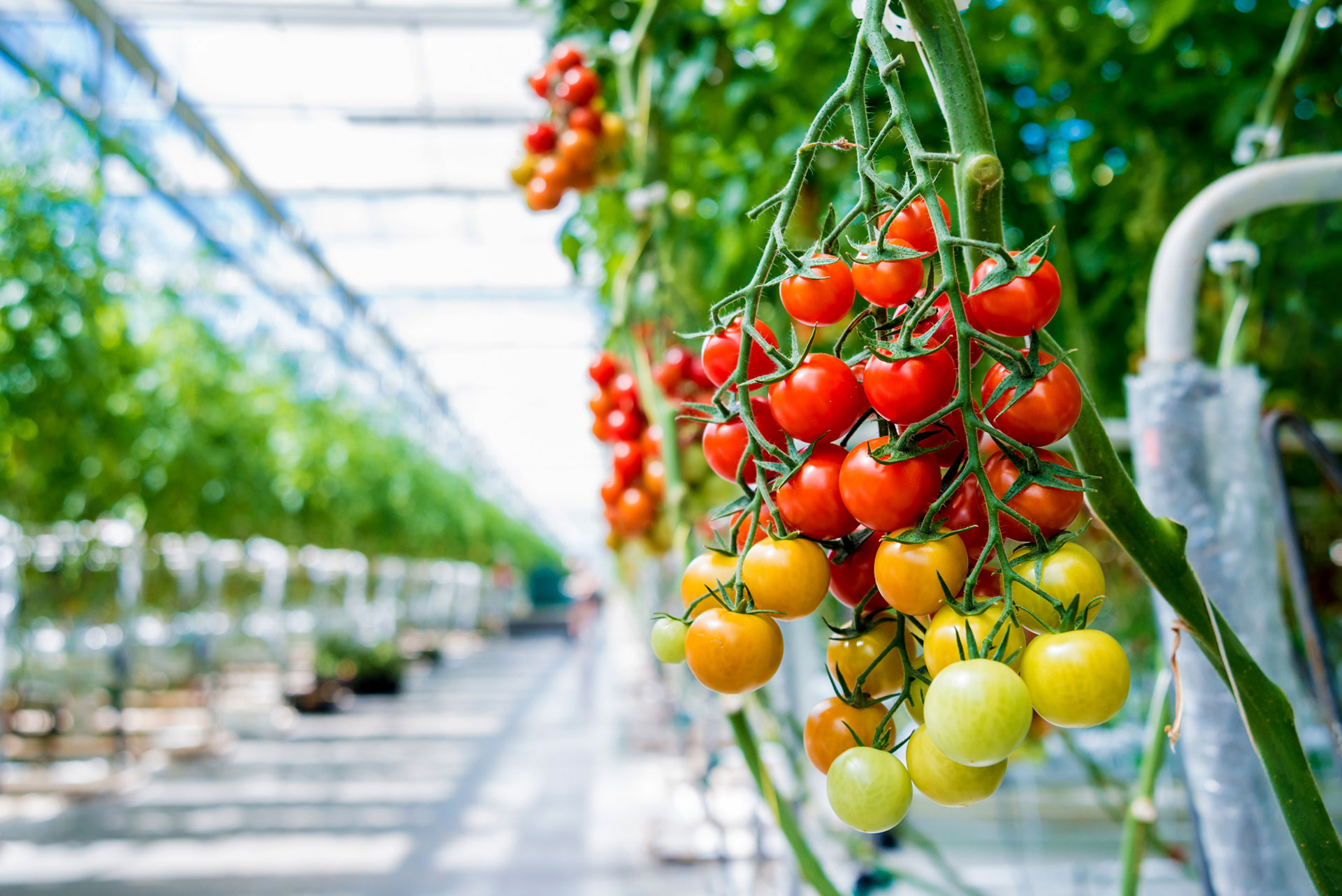 Agribusiness photo